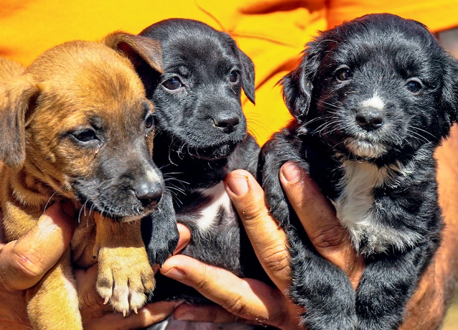 Centro de Zoonoses realiza 1.061 castrações de animais em 2022