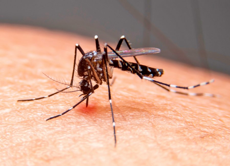  Mogi Guaçu regista média de infestação predial pelo Aedes aegypti de 0,8% em janeiro 