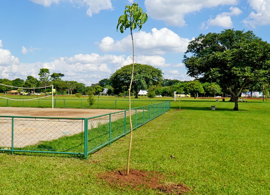 Saama realiza plantio de ipês-rosa no Campo do TG