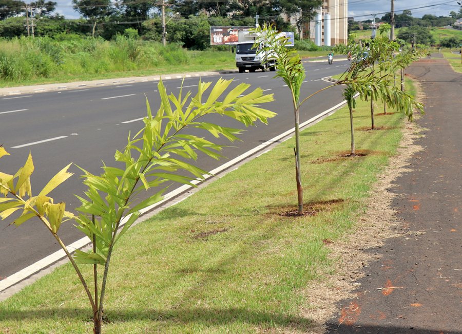 SAAMA promove plantio de 28 mudas de árvores no canteiro central da Avenida Brasil