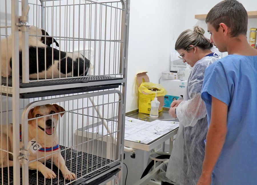 Mais de 250 animais são castrados pelo Programa de Castração Animal da Prefeitura