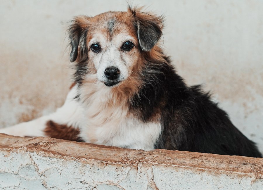 Secretaria de Bem-Estar Animal promove encontro com protetores e simpatizantes da causa animal
