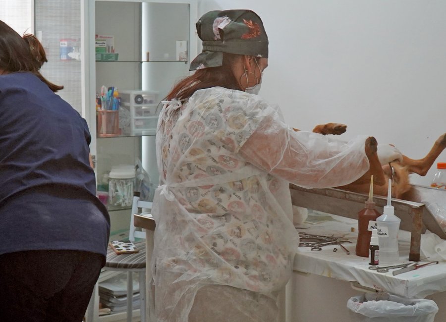 Secretaria de Bem-Estar Animal abre novas vagas para castração de cães e gatos