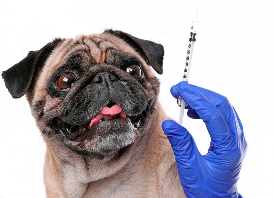 Vacina antirrábica em animais de estimação é aplicada semanalmente com agendamento