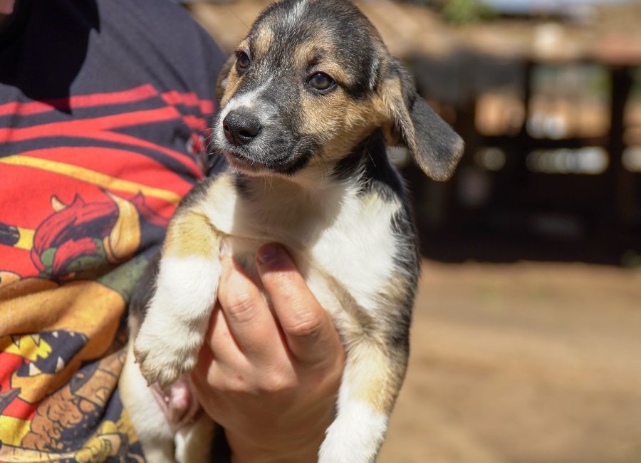 Zoonoses promove neste sábado 4ª edição da Feira de Adoção de Cães e Gatos