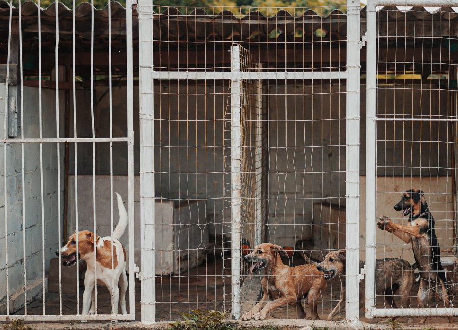 Câmeras de segurança serão instaladas para coibir abandono de animais no Zoonoses