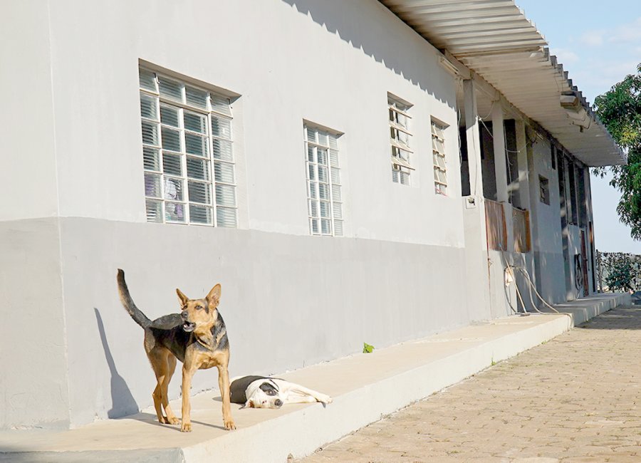 Prédio do antigo Zoonoses está com novas instalações para atendimento de pets abandonados