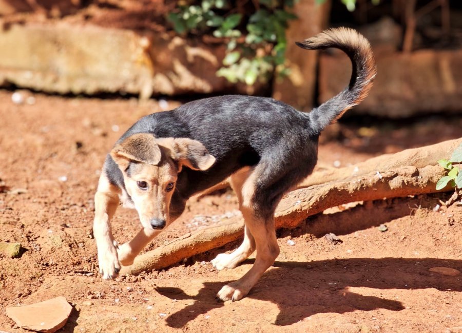 Mais de 30 pets são adotados desde início de campanha