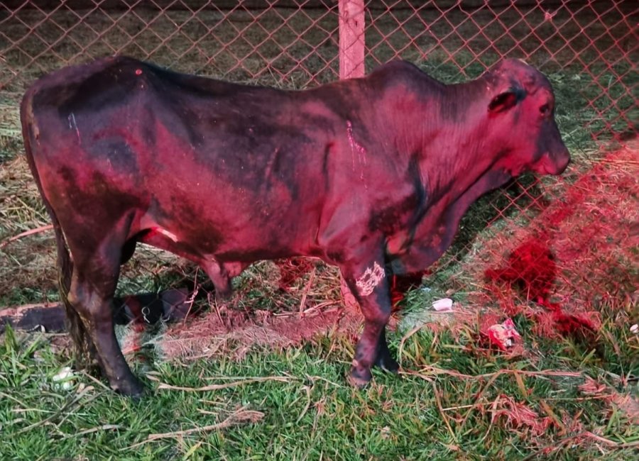 Secretaria de Bem-Estar e Defesa Animal aplica multa por animal solto em área urbana