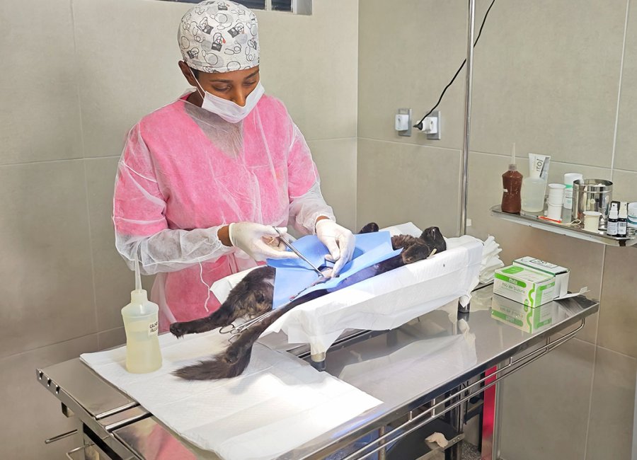 Castração gratuita: Reta final nas inscrições com vagas apenas para cães e gatos machos 