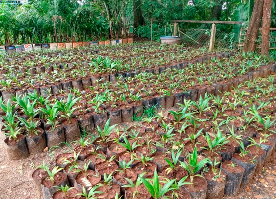 Mogi Guaçu tem Plano Municipal de Arborização Urbana