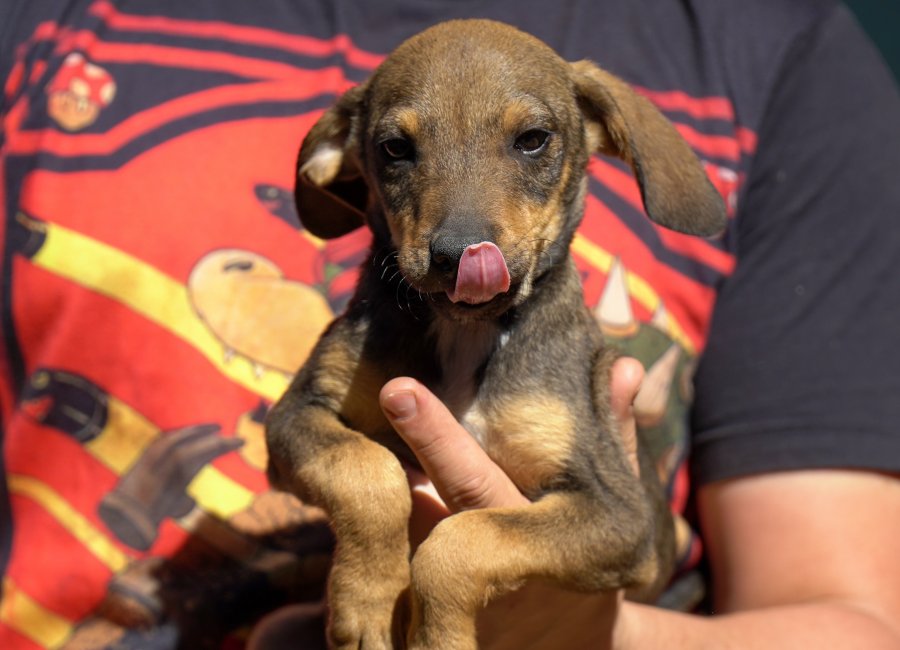 Zoonoses promove Feira de Adoção de Cães e Gatos no sábado