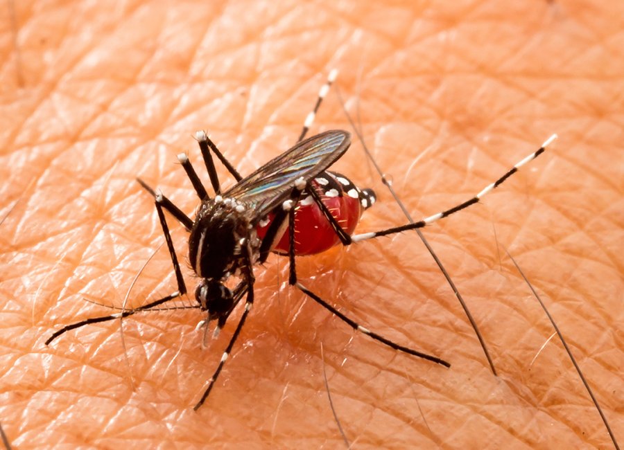  Educação convida escolas para discutir ações de combate à dengue 