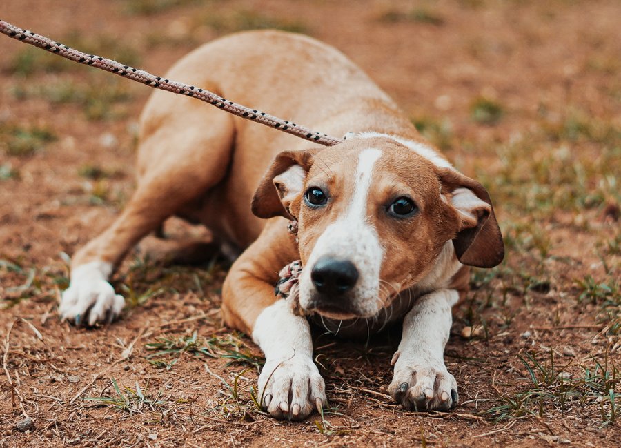 Zoonoses de Mogi Guaçu promove Feira de Adoção de Cães e Gatos nesse sábado