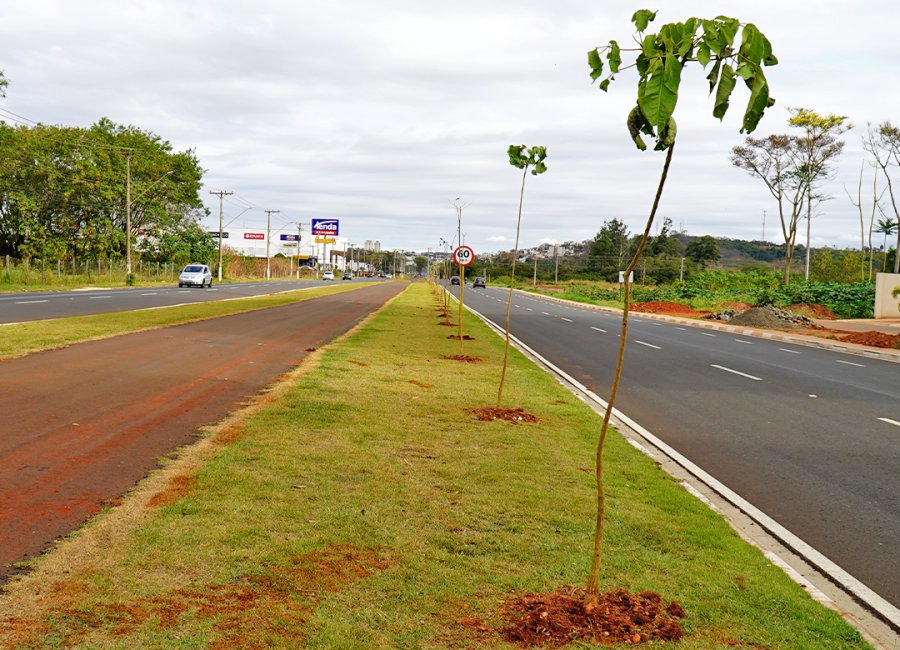 SAAMA e Educação promovem atividades na Semana da Árvore